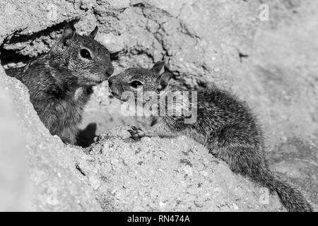 Un adulto di massa della California scoiattolo (Otospermophilus beecheyi) e i suoi giovani al loro scavano, penisola di Monterey, California, Stati Uniti d'America Foto Stock