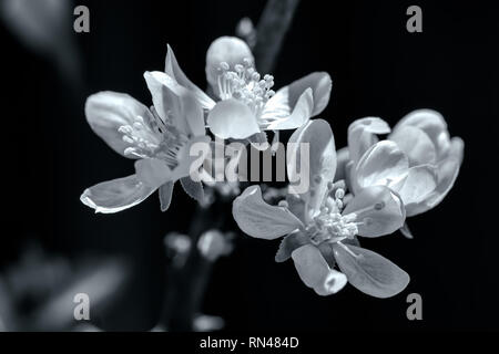 Chiudere fino a fiori italiano del susino (Prunus domestica) in bianco e nero. Foto Stock