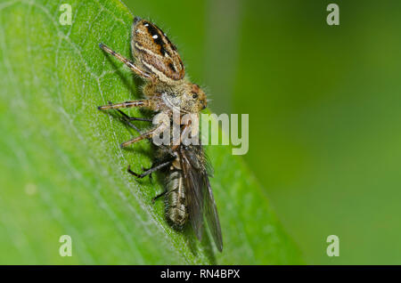 Jumping Spider, Phidippus clarus, con volare, ordine Ditteri, preda Foto Stock