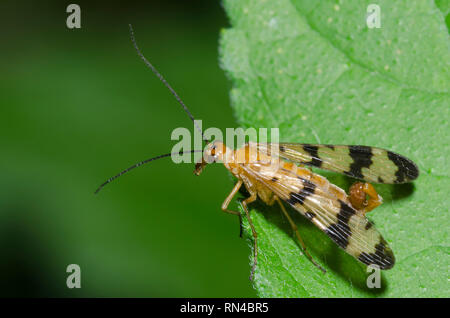 Comune, Scorpionfly Panorpa sp., maschio Foto Stock