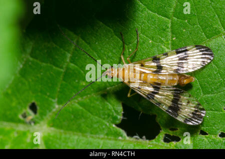 Comune, Scorpionfly Panorpa sp., maschio Foto Stock