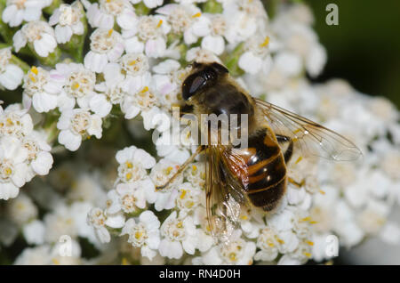 Drone Fly, Eristalis tenax, femmina su achillea, Achillea sp. Foto Stock