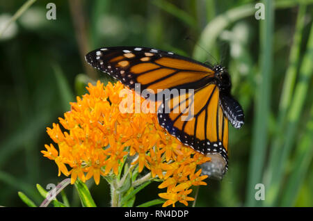 Monarch, Danaus plexippus, femmina takeing volo da orange milkweed, Asclepias tuberosa Foto Stock