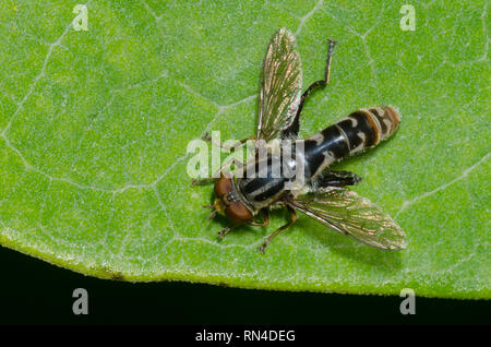 Syrphid Fly, Lejops sp. Foto Stock