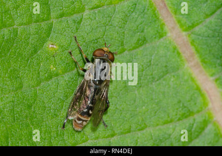 Syrphid Fly, Lejops sp. Foto Stock