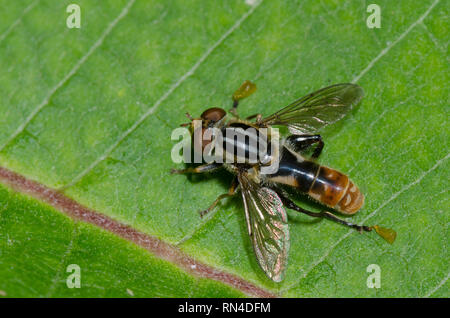 Syrphid Fly, Lejops sp. Foto Stock