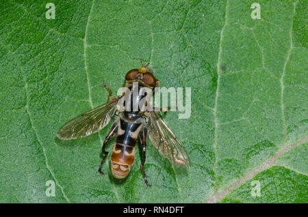 Syrphid Fly, Lejops sp., maschio Foto Stock