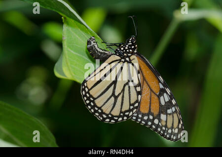 Monarch, Danaus plexippus, femmina ovipositing su comuni milkweed, Asclepias syriaca Foto Stock