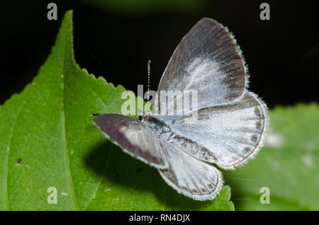 Estate Azure, Celastrina neglecta, femmina crogiolarsi dorsale Foto Stock