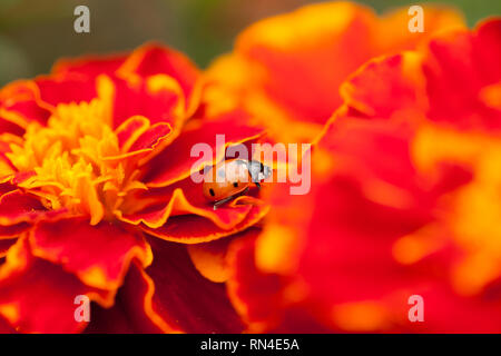 Ladybug tra i granelli di tagete Foto Stock