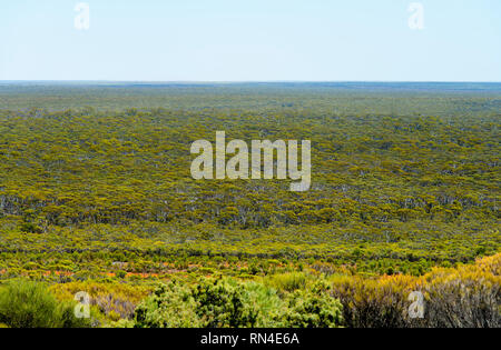 Great Western Woodlands - Australia Foto Stock