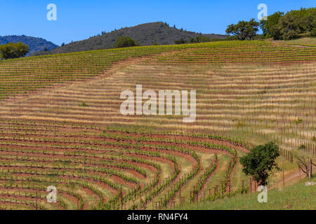 Filari di vigne sulle colline a vigneto in primavera a Sonoma County, California, Stati Uniti d'America Foto Stock