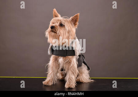 Giovani Yorkshire Terrier indossando giacca grigia, studio shot, sfondo grigio Foto Stock