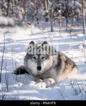 Cane Lupo in boschi innevati scena invernale in una giornata di sole. Foto Stock