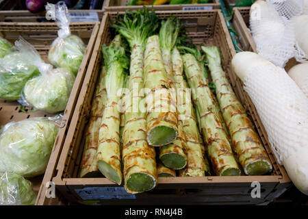 Celtuce una lunga di gambi di lattuga, Lactuca sativa var asparagina Foto Stock