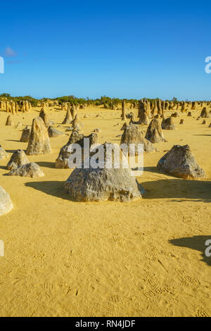 Deserto Pinnacles di nambung national park in mattinata, Australia occidentale Foto Stock