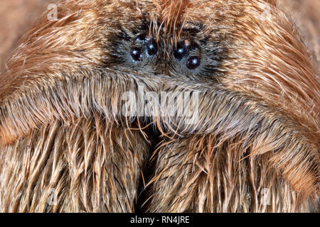 In prossimità della faccia di un Aphonopelma Chalcodes o il Deserto Occidentale Tarantola, Arizona bionda Tarantola o bionda messicana Tarantula (circa 5" attraverso) Foto Stock