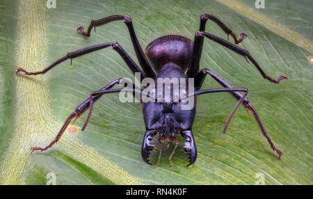 Foresta gigante Ant, Camponotus gigas, Borneo più grande specie di ant sulla terra… (circa 1" lungo) Foto Stock