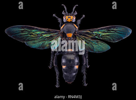 Giant Scoliid Wasp - Megascolia procer javanensis, Indonesia Foto Stock