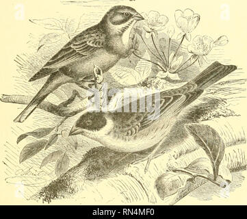 . Animare la creazione : edizione popolare di "il nostro mondo vivente" : una storia naturale. Zoologia; Zoologia. Il nero-throated BUNTING. 351 specialmente quelli di tlie specie più forte, in modo che spesso fa un buon servizio all'agricoltore, impedendo la crescita di questi molto testardo erbacce. Il miglio è un molto favorite articolo di cibo, come può essere presunto dal nome specitic di vviltaris, cui è stato dato l'uccello dalla sistematica zoologi e notevole pregiudizio è spesso fatto per le colture di miglio dagli attacchi del pavese. Il nero-theoated Bunting è un nativo di America e è r Foto Stock