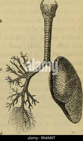 . Fisiologia animale. Fisiologia, confronto; fisiologia, comparativo. Apparato respiratorio dei mammiferi. 257 una partizione muscolare la cui utilizzazione nella respirazione è molto importante. Un imperfetto il diaframma si trova in alcune specie di uccelli, che avvicinano la maggior parte quasi per i Mammiferi nella loro struttura generale. I polmoni sono sospesi, come lo sono stati in questa cavità, dal loro vertice o apex; e sono coperti da una sierosa- mem brane denominato la pleura^ che anche linee il torace, viene riflessa da una superficie ad un'altra proprio nel modo del pericardio. In tal modo la pleura della superficie esterna del Foto Stock