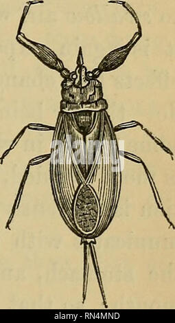 . Fisiologia animale. Fisiologia, confronto; fisiologia, comparativo. Respirazione IN INSETTI E ARACHNIDA. 253 ma non è mai molto attivo. Alcune larve acquatiche respirare aria da- mezzi di trachee; e sono di conseguenza tenuti, come le balene e gli altri mammiferi acquatici, a venire di tanto in tanto alla superficie, allo scopo di ottenere una alimentazione fresca di aria. La larva del moscerino, che si respira in questo modo ha una delle stimmate della sua coda-segmento prolungata in un tubo; e può spesso essere visto sospesi, come lo erano in acqua e con la sua testa in basso, l'estremità di tale tubo (2, Fig. Foto Stock