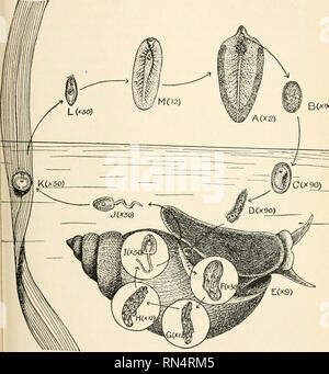 . Parassiti animali e malattia umana. Gli insetti come vettori della malattia; medico di parassitologia. Storia di vita di fegato FLUlvE 209. ' FlG. 63. Storia di vita di fegato fluke, Fasciola hepatica; una, adulti nel fegato di pecora; B appena passata uovo; C, uova con embrioni sviluppati, pronto per la berlina in acqua; D, ciliate embrione in acqua, circa per entrare in camera polmonare della lumaca (E); F, sporocyst contenente redise; G, redia contenente figlia rediae; H, redia di seconda generazione contenente cercariiB; /, cercaria; J, stessa, avente emerse da lumaca in acqua; K, cercariae encysted sulla lama di erba; L, cercaria li Foto Stock