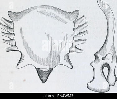 . Il regno animale : disposti dopo la sua organizzazione; formare una storia naturale di animali, e un'introduzione alla anatomia comparata. Zoologia. 220 Div. 1. AXIMALS vertebrato.-AVES. Classe 2. l'acqua ad una certa profondità senza immersione tfte piume, anil a guadare in esso e cogliere il pesce per mezzo del collo e il becco, la cui lunghezza è generalmente proporzionato a quello delle gambe. Il più forte tra di essi si nutrono di pesci e di rettili e il debole su worm e insetti. Molto pochi i contenuti stessi in parte con grano o herbage, e solo questi abitano a una distanza da qualsiasi acqua. Loro e Foto Stock