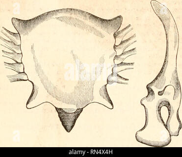 . Il regno animale, disposto dopo la sua organizzazione, formando una storia naturale di animali, e un'introduzione alla anatomia comparata. Zoologia. 232 AVES. L'acqua ad una certa profondità senza immergere le piume e Wade in esso e cogliere il pesce per mezzo del collo e il becco, la cui lunghezza è generalmente proporzionato a quello delle gambe. Il più forte tra di essi si nutrono di pesci e di rettili e il debole su worm e insetti. Molto pochi i contenuti stessi in parte con grano o herbage, e solo questi abitano a una distanza da qualsiasi acqua. La loro punta esterna è più comunemente uniti a b Foto Stock