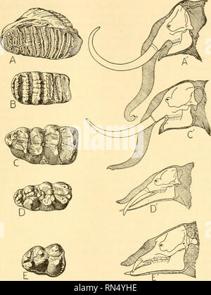 . Biologia animale. Biologia; Zoologia; fisiologia. Discesa con cambio 371. Si prega di notare che queste immagini vengono estratte dalla pagina sottoposta a scansione di immagini che possono essere state migliorate digitalmente per la leggibilità - Colorazione e aspetto di queste illustrazioni potrebbero non perfettamente assomigliano al lavoro originale. Woodruff, Lorande perdita, 1879-1947. New York La Macmillan company Foto Stock