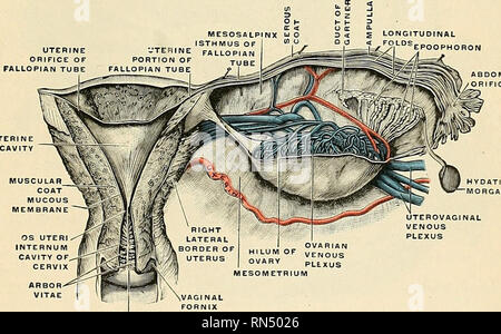 . Anatomia, descrittivo e applicata. Anatomia. Fig. 1180.-l'parovarium. Il mesoaalpinx viene rimosso parzialmente. (Poirier e Charpy.) queste strutture e dal lato del grembo il legamento ampia passa. La divisione tra il corpo e la cervice è indicato esternamente dall'istmo e dalla riflessione del peritoneo dalla superficie anteriore dell'utero su tp la vescica e internamente da un restringimento del canale chiamato il sistema operativo interno (Fig. 1181). Il collo o cervice uteri (Figg. 1178 e 1181) inferiore è il segmento ristretta dell'utero; intorno alla sua circonferenza è attaccato th Foto Stock