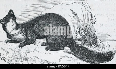 . Il regno animale : disposti dopo la sua organizzazione; formare una storia naturale di animali, e un'introduzione alla anatomia comparata. Zoologia. 76 Div. 1. Animali VEETEBRATE.-MAMMALIA. Classe 1.. Fig. 27.-La martora. Ci sono molte specie, tre dei quali abitano gran bretagna .-l'Fitchet donnola o Polecat, di cui il Ferret sembra essere una varietà addomesticata* ; l'ermellino, o Ermellino, che nei paesi di freddo (e talvolta anche nel sud della Gran Bretagna) diventa bianco puro in inverno, tranne che alla fine della sua coda, che continua sempre nero ; e la Donnola comune, di dimensioni ridotte, che pr Foto Stock