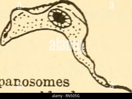 . Biologia animale. Biologia; Zoologia; fisiologia. Trypanosomes nel sangue umano provocando febbre Trypanosome trasmissione dal morso della mosca tsetse : Man, antilopi, ecc. Si prega di notare che queste immagini vengono estratte dalla pagina sottoposta a scansione di immagini che possono essere state migliorate digitalmente per la leggibilità - Colorazione e aspetto di queste illustrazioni potrebbero non perfettamente assomigliano al lavoro originale. Woodruff, Lorande perdita, 1879-1947. New York La Macmillan company Foto Stock