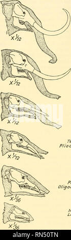 . Biologia animale. Zoologia; biologia. 524 CONSIDERAZIONI GENERALI. Pleistocene Parelephcis. Si prega di notare che queste immagini vengono estratte dalla pagina sottoposta a scansione di immagini che possono essere state migliorate digitalmente per la leggibilità - Colorazione e aspetto di queste illustrazioni potrebbero non perfettamente assomigliano al lavoro originale. Wolcott, Robert Henry, 1868-1934. New York ; London : McGraw-Hill Book Company, Inc. Foto Stock