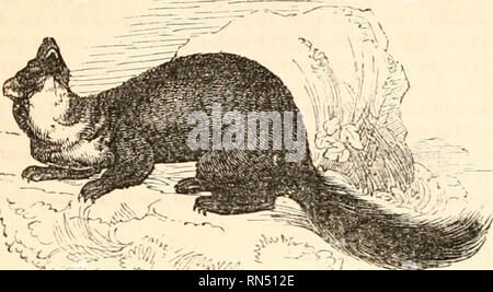 . Il regno animale, disposto dopo la sua organizzazione, formando una storia naturale di animali, e un'introduzione alla anatomia comparata. Zoologia. 88 MAMMALIA.. 1 ' ? ' - .... R -- Fig. 27.-La martora. Ci sono molte specie, tre dei quali abitano Gran Bretagna:-'fhe Fitchet donnola o Polecat, di cui il Ferret sembra essere una varietà addomesticata*; l'ermellino, o Ermellino, che nei paesi di freddo (e talvolta anche nel sud della Gran Bretagna) diventa bianco puro in inverno, tranne che alla fine della sua coda, che continua sempre nero ; e la Donnola comune, di dimensioni ridotte, che prede principalmente su topi Foto Stock