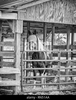 Immagine in bianco e nero di una vernice a cavallo in una stalla guardando la telecamera. Egli ha una maschera facciale a proteggere i suoi occhi. È vigile, orecchie in avanti. Foto Stock