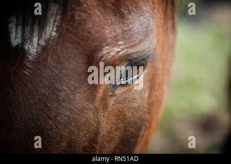 Immagine ravvicinata di sinistra quarto superiore della testa di cavallo. Ritratto Foto Stock