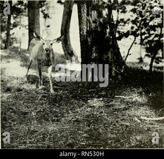 . La vita degli animali nel Parco Nazionale di Yosemite; un conto dei mammiferi, uccelli, rettili e anfibi di una sezione trasversale della Sierra Nevada. Zoologia. a. Mountain Coyote catturato al piede di YoPcniite Falls trail, nella valle di Yosemite, Doceniber 31, 1914. Vedere il testo, p. 72. ft. Mulo Cervo doe, nella foresta vicino Lago Merced. Fotografato dal sig. W. H. Van Zwoll. Vedere il testo, p. 231. [713]. Si prega di notare che queste immagini vengono estratte dalla pagina sottoposta a scansione di immagini che possono essere state migliorate digitalmente per la leggibilità - Colorazione e aspetto di queste illustrazioni potrebbero non perfettamente assomigliano al lavoro originale. Grinnell, Foto Stock