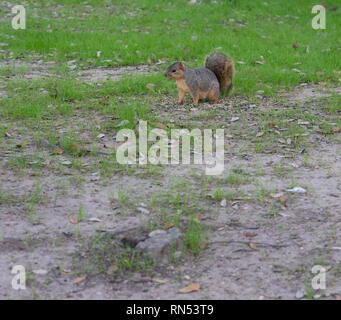 Squirel piedi su quattro piedi nel parco Foto Stock