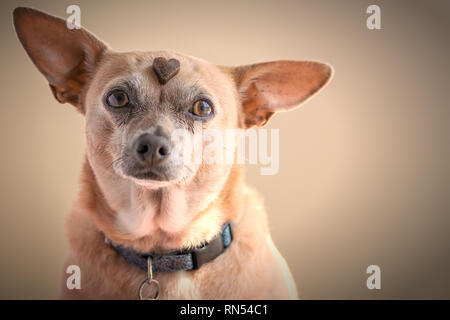 Chi dice che non è possibile insegnare a un vecchio cane nuovi trucchi? Foto Stock