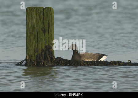 Un grazioso Brent Goose( Branta bernicla) nuotare nel mare. Foto Stock