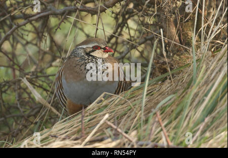 Un grazioso Red-Legged pernice (Alectoris rufa) riposo sotto un cespuglio in un prato. Foto Stock