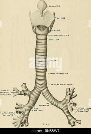 . Anatomia, descrittivo e applicata. Anatomia. 1176 GLI ORGANI DELLA VOCE E DELLA RESPIRAZIONE scudo, e più superficialmente, dai rami anastomosing tra la sezione anteriore vene giugulare; nel torace è coperto dalla prima all'indietro dal primo pezzo dello sterno, i resti della ghiandola del timo, sinistra innominate vena, l'arco dell'aorta, l'innominate e lasciato com- mon arterie carotidi e profonda del plesso cardiaco. Posteriormente, è in relazione con la oesoph- agus; lateralmente, nel collo, è in relazione con le arterie carotidi comuni, i lobi laterali della ghiandola tiroide, Foto Stock