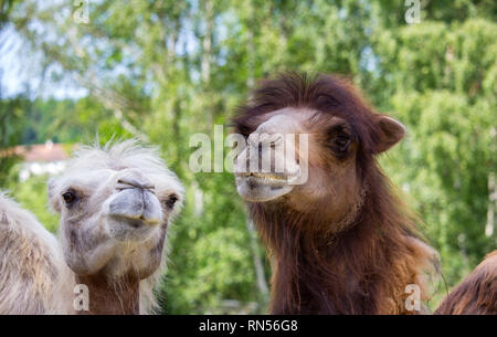 Ritratto di bianco e marrone di Bactrian camel Foto Stock