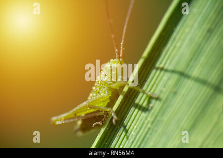 Piccola cavalletta sedersi sul gambo di erba, foto macro con gradiente di colore giallo Foto Stock