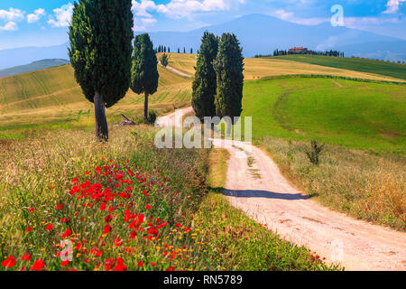 Toscana spettacolare paesaggio estivo con papaveri rossi, agricolo di campi di grano e tortuosa strada vicino a Pienza, Toscana, Italia, Europa Foto Stock