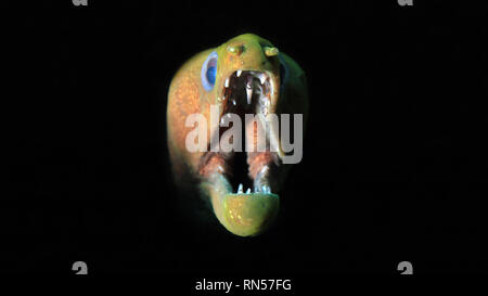 Panamic Murena Verde (Gymnothorax castaneus) con la bocca spalancata, su sfondo nero. Coiba, Panama Foto Stock