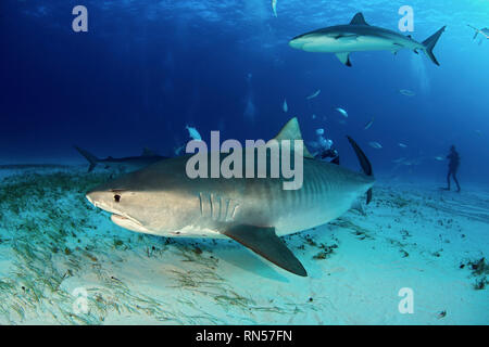 Tiger Shark (Galeocerdo cuvier) Nuoto da strettamente, con Caribbean Reef Shark sopra. Tiger Beach, Bahamas Foto Stock