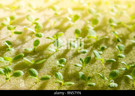 Close up di giovani hydroponics di verdura , inclusi diversi tipi di lattuga, crescente sull'acqua, con la mattina presto luce mostra lunga ombra del s Foto Stock