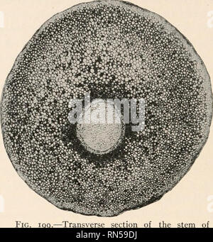 . L'anatomia di piante legnose. Botanica -- anatomia. 278 L'Anatomia di piante legnose dello stelo come la maggior parte delle materie plastiche degli organi in piante vascolari presenta la più grande varietà di struttura nel Filicales. La foglia, e particolarmente la radice, offrono poca diversità di organizzazione e possono di conseguenza essere respinto con relativamente lieve con- sideration. Anatomicamente il gambo si presenta nel caso dell'Filicales sotto due condizioni principali: il protostelic, in cui non vi è alcuna midollo presenti nel sistema fibro-vascolare e la siphonostelic, caratterizzata dall' esistenza di una centrale di m Foto Stock